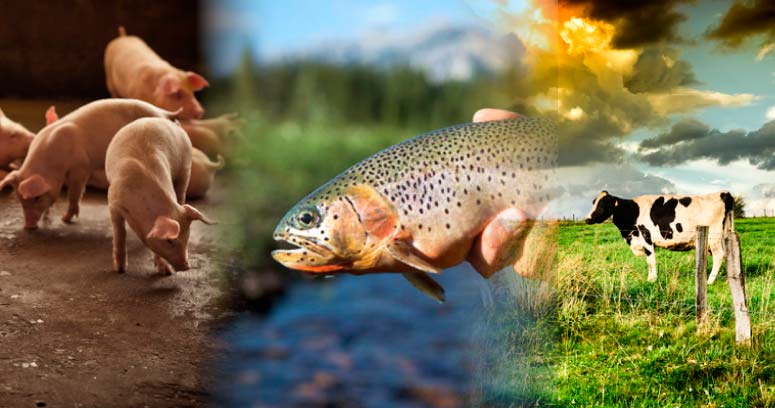 Colágeno Marino o Animal