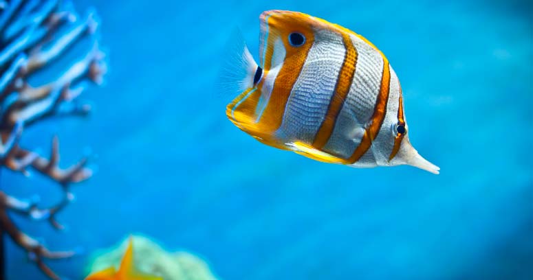 Colágeno de tipo marino