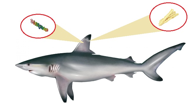 Cartílago de Tiburón y el colágeno Colágeno en el tiburón