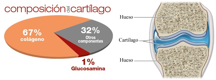 Cartílago hueso colágeno Cartílago Qué es mejor