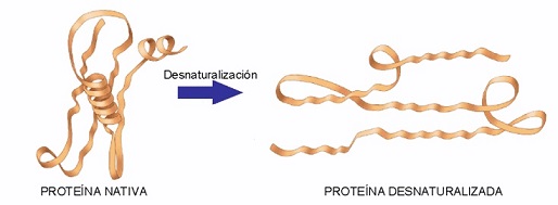 Desnaturalización Colágeno Colágeno