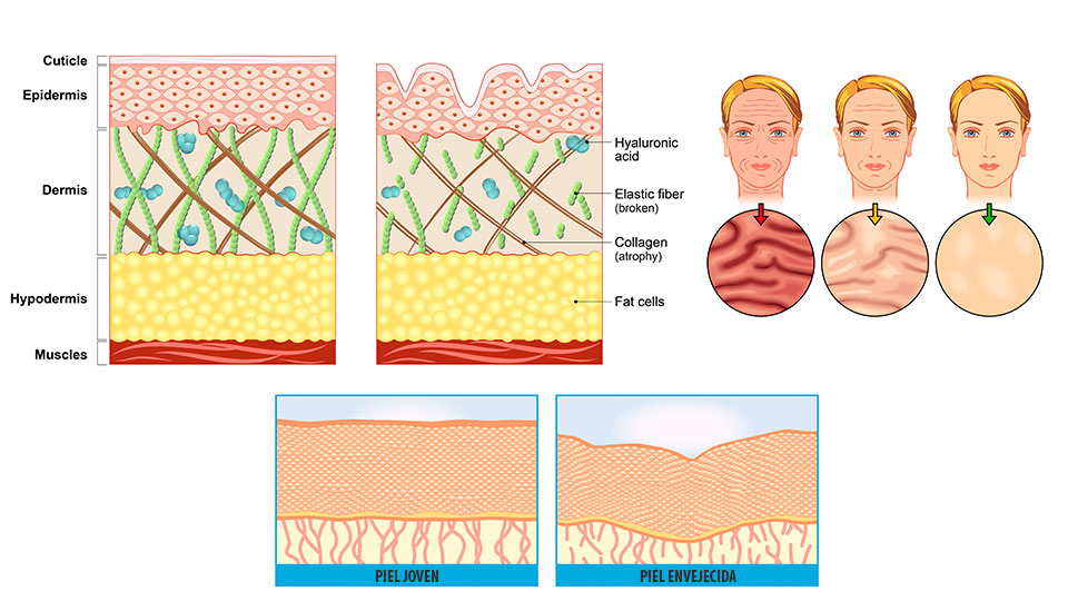 Efectos del Colágeno